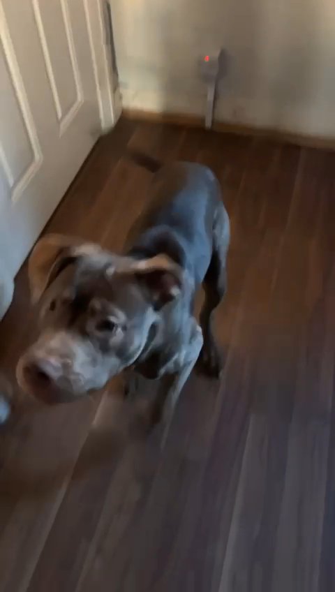 7 month old male dog in Leeds