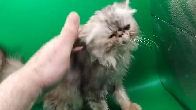 exotic Persian  pedigree kittens in Cardiff