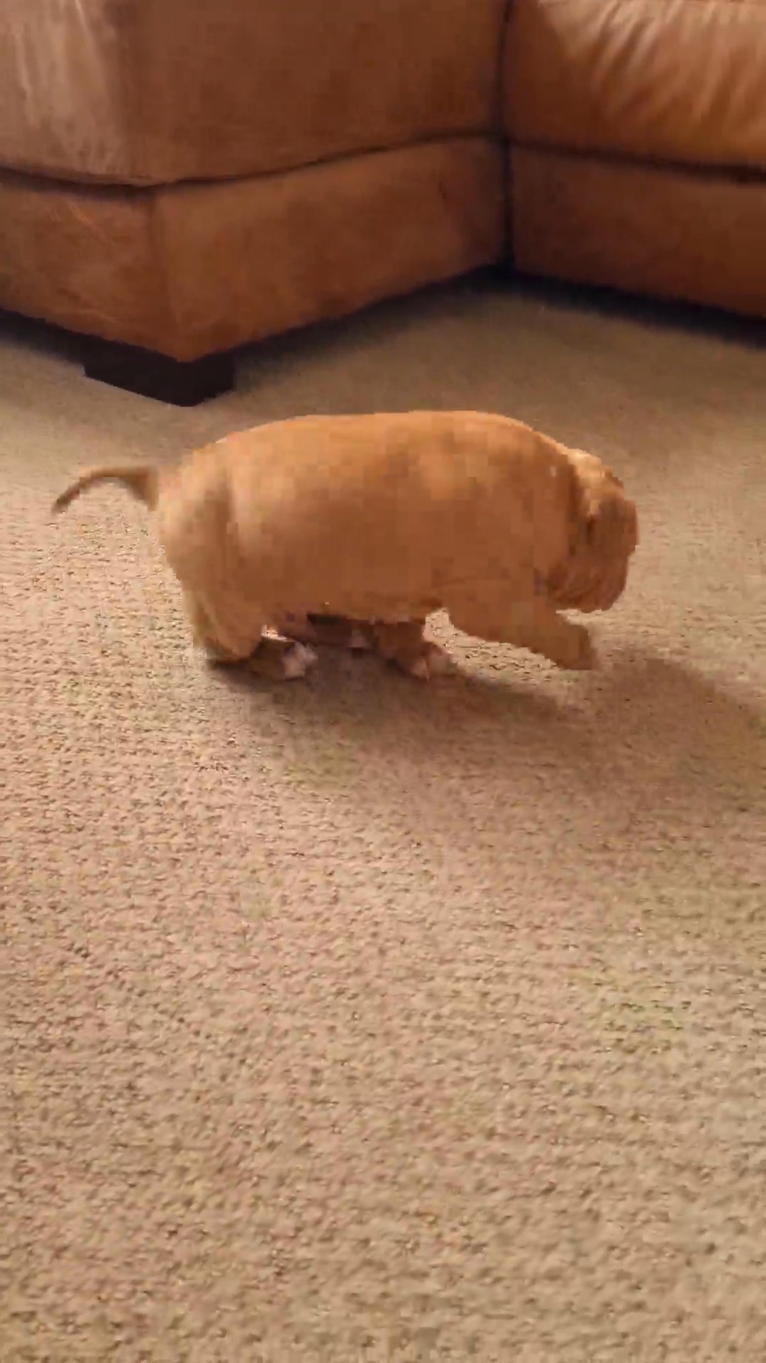 Male pocket bully in Lincoln