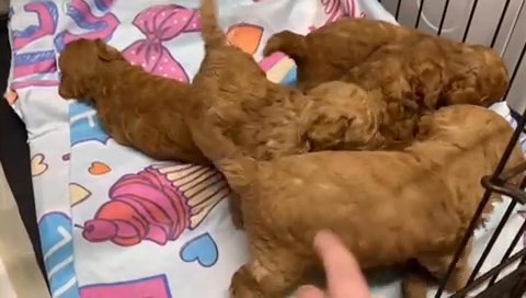 Beautiful Poodle in Doncaster
