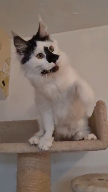 TICA Registered Maine Coon Girl Spayed in Wolverhampton