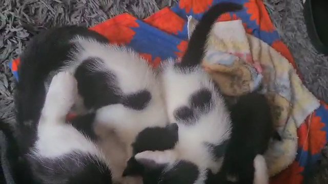 four beautiful female kittens 😸 in London
