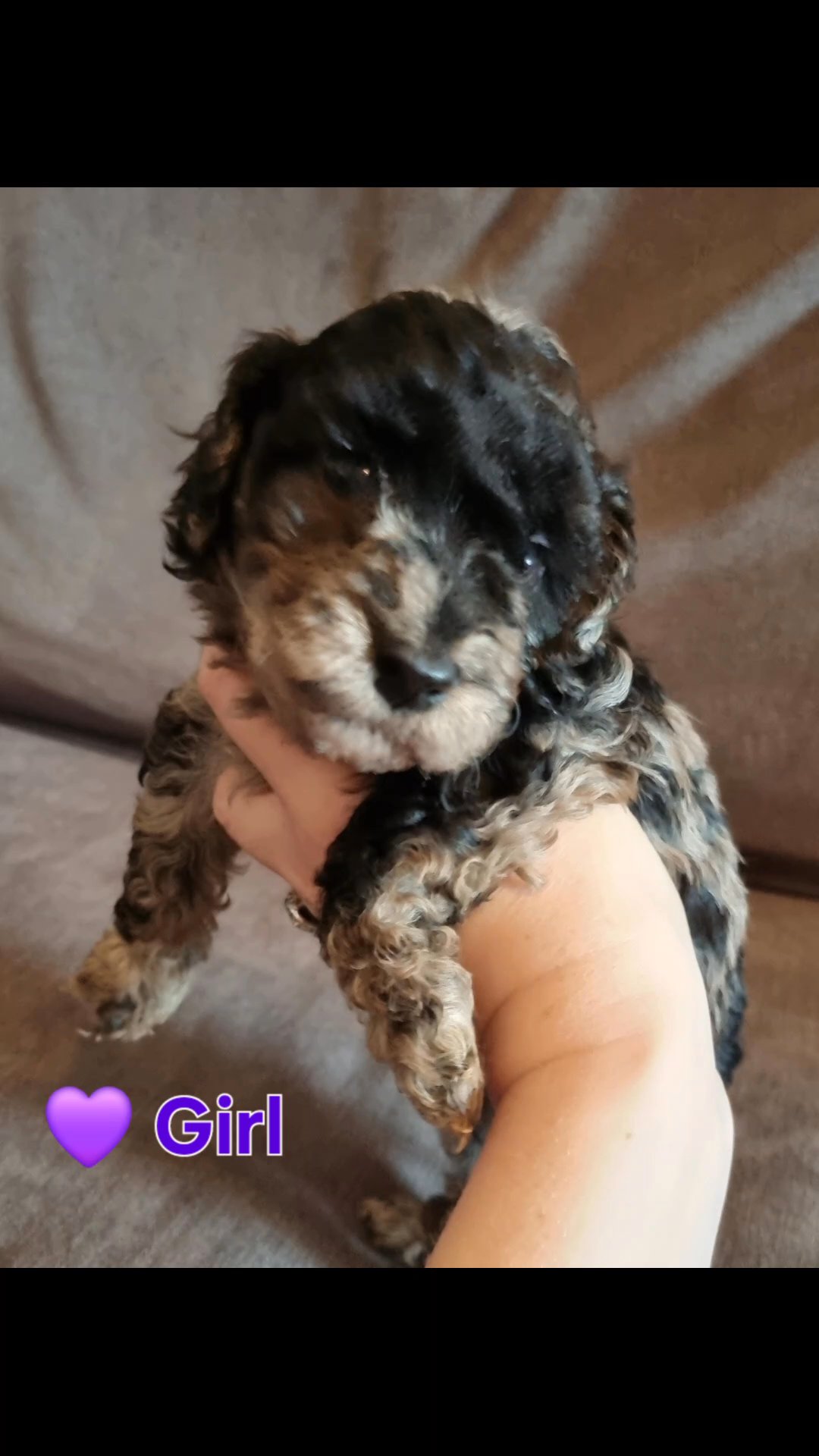cockapoo in Doncaster