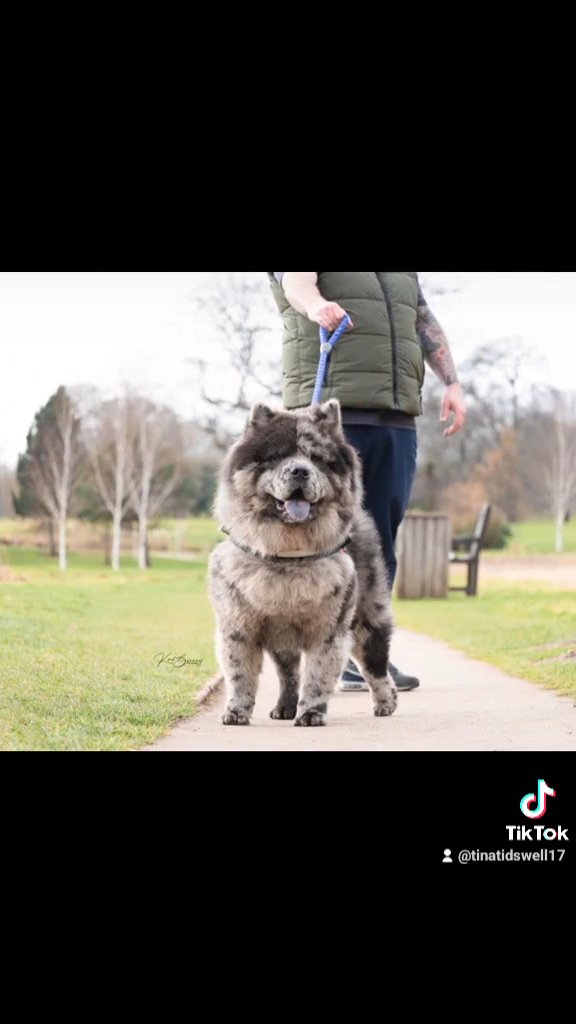 chow chow stud blue merle in Doncaster