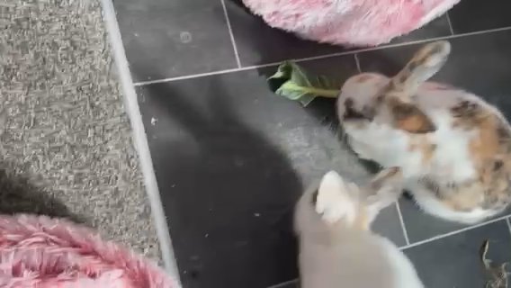 Mini Lops in Kent