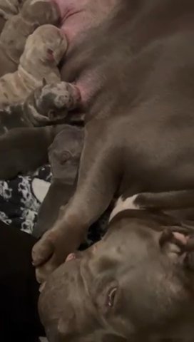 Reservation is available for American Bully puppies with pedigrees. in Wolverhampton
