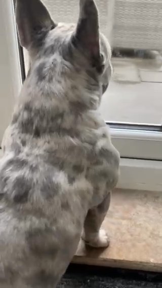 Female For Rehoming in Southampton
