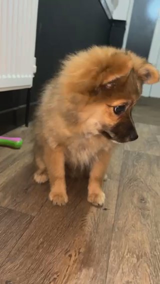 Pomchi in Kingston upon Hull
