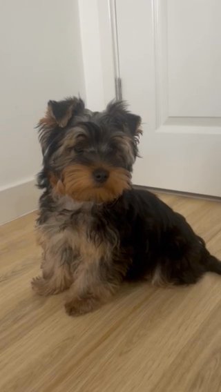 Mini Yorshshire Terrier in Kingston upon Hull