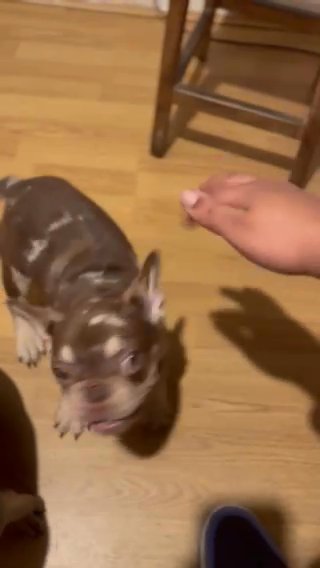 Rare Rojo & Tan Merle Frenchie in Liverpool