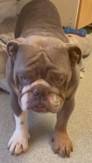 British Bulldog in Norfolk