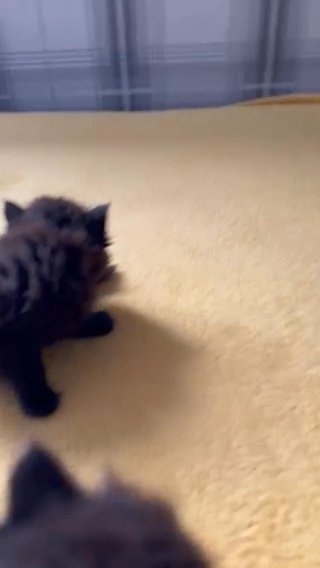 Persian Kittens All Sold in Colchester