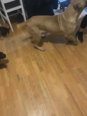 Cane Corso Girl in Nottingham