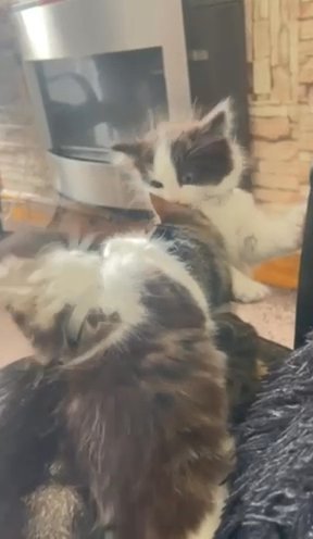 Kittens For Sale in Oldham