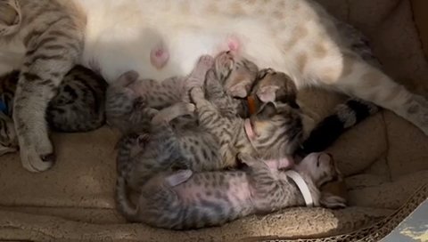 Bengal Kittens in London