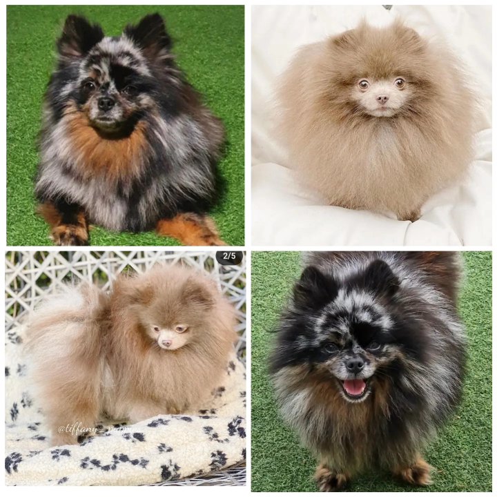 Pomeranian puppy ??? in Liverpool