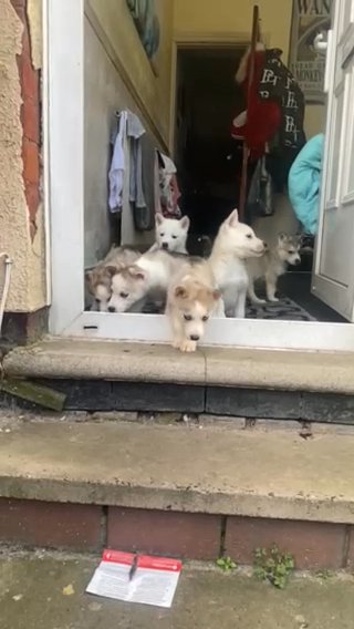 beautiful husky puppies in Birmingham