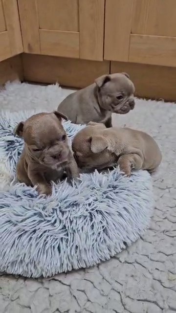 Gorgeous Frenchton Puppies in Lincoln