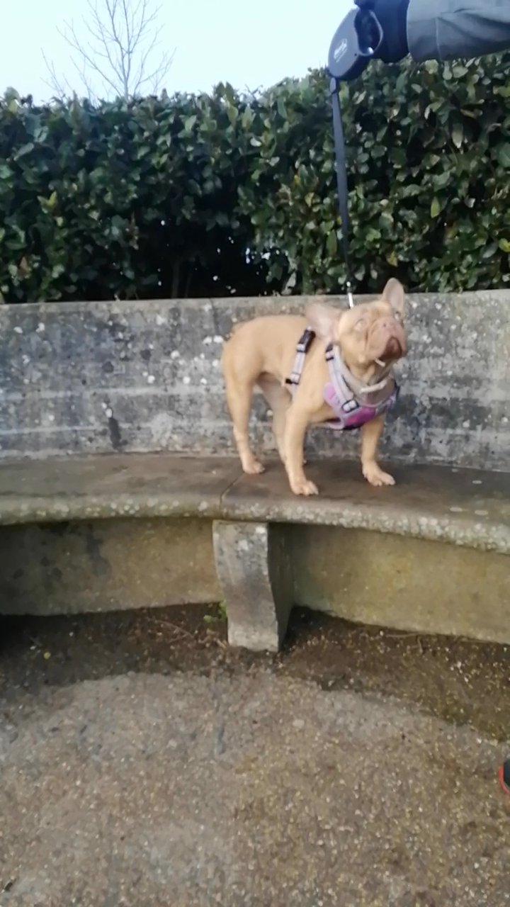 Isabella French bulldog girl in Surrey Heath