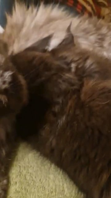 SOLD Gccf Registered Maine Coon Girl in Doncaster