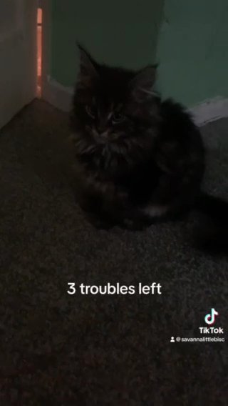 3 Maine Coons Fot Sale in Gloucester