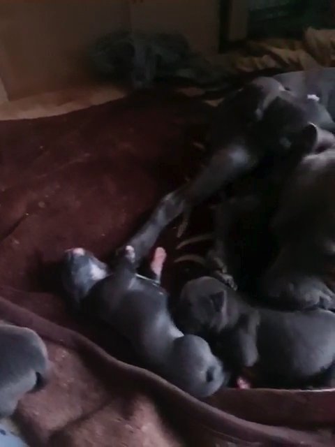 American Buldog cross puppies in Nuneaton & Bedworth