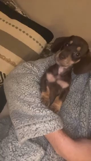 Miniature Dachshund in Liverpool