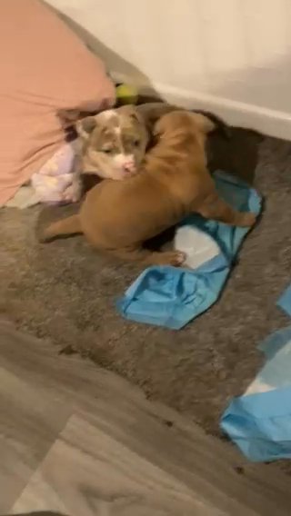 Fawn Female And A Merle Female in Tameside