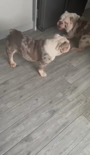 English Bulldog in Nottingham
