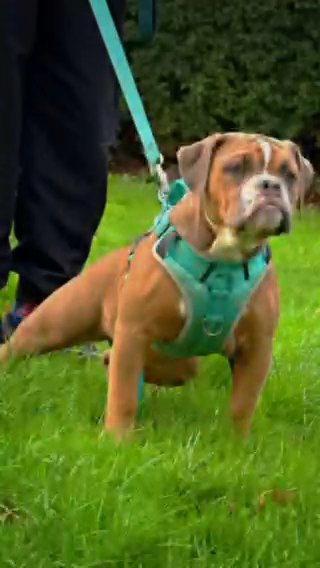 Olde English Bulldog Female in London
