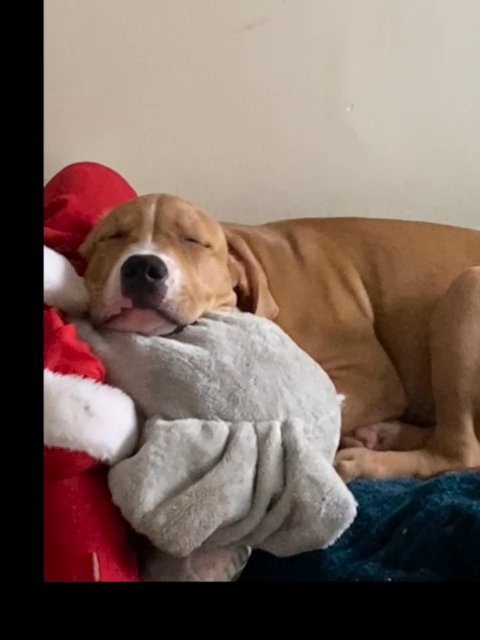 Need to rehome in London