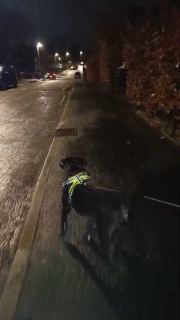 cane Corso x staffy puppy in Rochdale