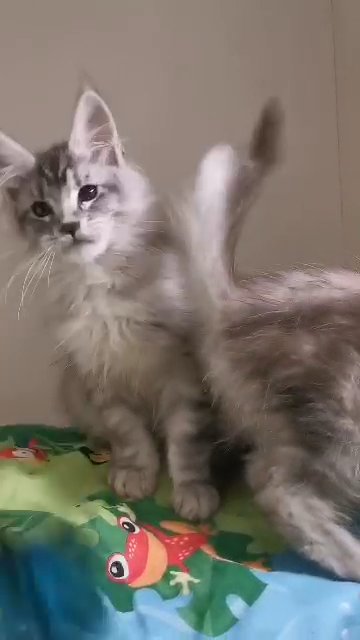 Registered Maine Coon Kittens in Newport