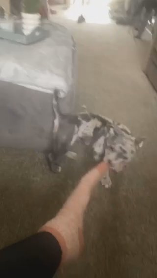 Female Pocket Bully in Wakefield