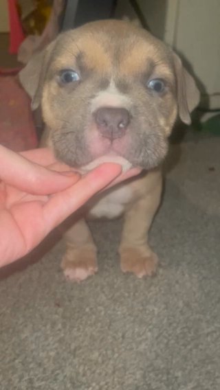 Pocket Bully Boy in Mid Devon