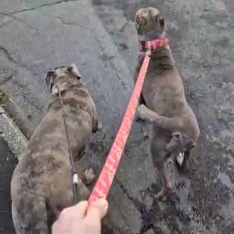 Adult Female Merle Cane Corso in Liverpool