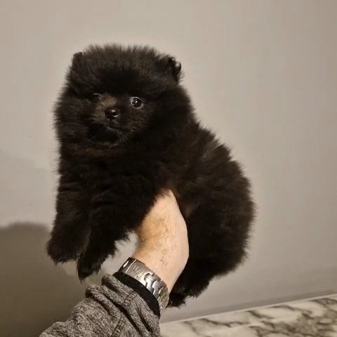 Pomeranian ready to leave now ???? in Liverpool
