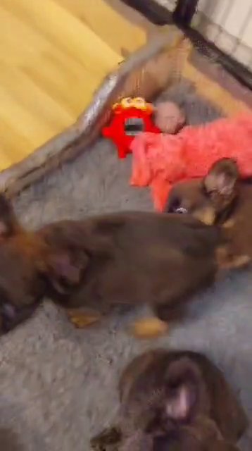 fluffy frenchbulldog puppies in Peterborough