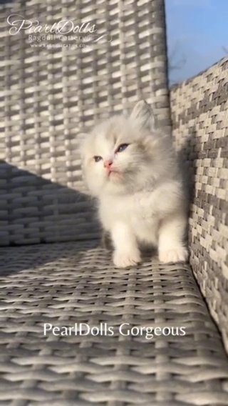 (RESERVED) Seal Tabby Bicolour Boy • PearlDolls Gorgeous in Lincoln