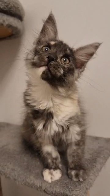 GCCF Maine Coon female kitten in London