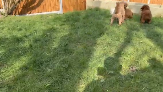 Toy Poodle in London