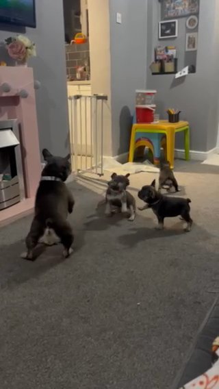 French Bulldoy Puppies in Braintree