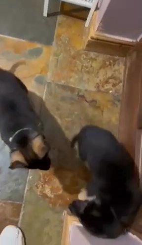 German Shephard Puppies in Nottingham