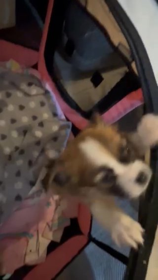 7 Week Old Pomchi Puppies in Bromsgrove Worcestershire