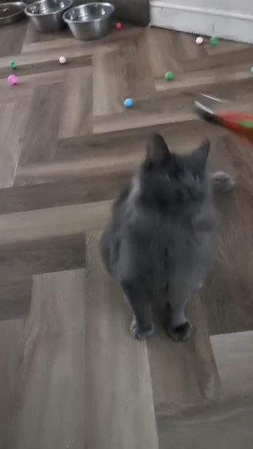 Blue Maine Coon boy Registered in Newport