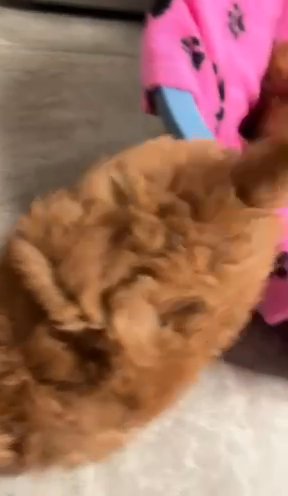 Stunning Toy Poodles in South Staffordshire