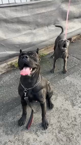 Cane Corso Pup & Sire in Manchester