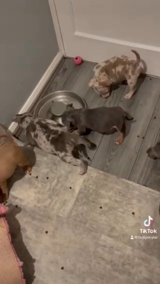 Pocket Bully Puppies READY NOW in Newcastle upon Tyne