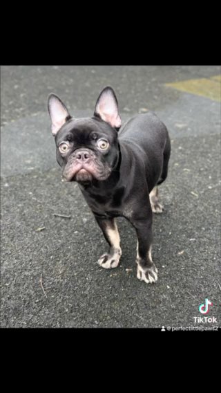 Looking For A New Home - rehoming Boy Frenchie in Braintree