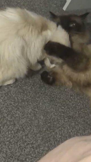 Lynx Ragdoll Kittens Due in Bridgend